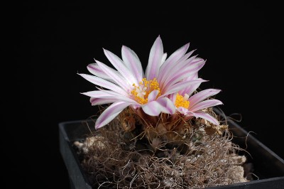 Turbinicarpus pseudomacrochele 2013 April24-1.jpg