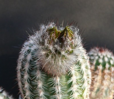 036 P1100734 Echinocereus armatus, Doppelknospe.jpg