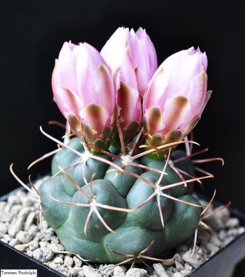 Thelo. hexa roseiflorus 002.JPG