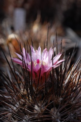 Eriosyce taltalensis WK733 2013 April28-1.jpg
