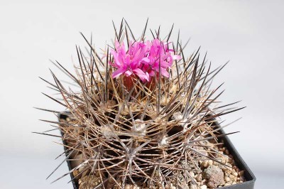 Eriosyce taltalensis v. pygmaea FK765 2013 April24-3.jpg