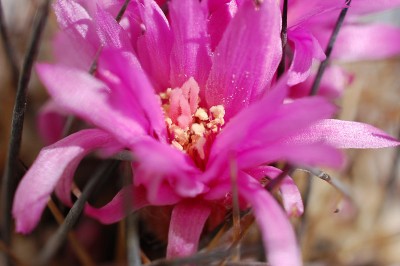 Eriosyce taltalensis v. pygmaea FK765 2013 April24-5.jpg