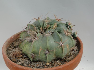 Echinocactus horizonthalonius HH 2011 September11.jpg