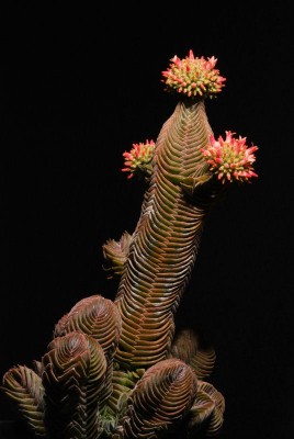 Rätsel 08.3.jpg (85.07 KiB) 24554 mal betrachtet Buddha's Temple
