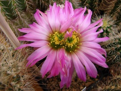 Diese Blüte ist genauso geteilt wie bei Kurts armatus