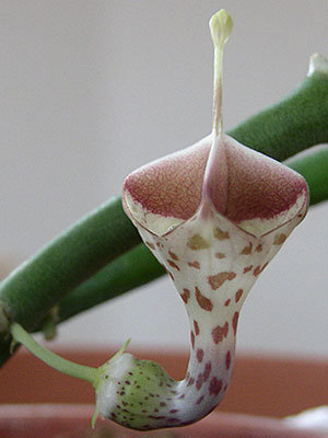c.haygarthii.041209.3.jpg
