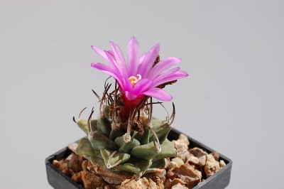 Turbinicarpus alonsoi 2013 Mai01-3.jpg