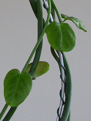 c.haygarthii.041209.2.jpg