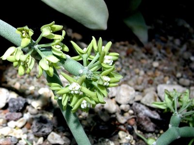 Aufnahme Botanischer Garten München