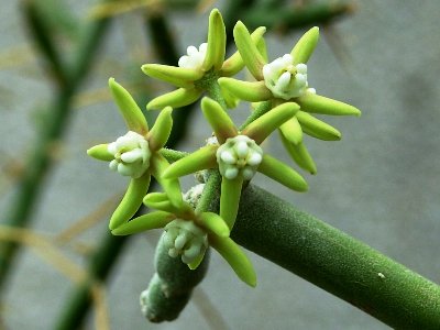 Sarcostemma viminale_800.jpg (315.81 KiB) 11990 mal betrachtet Aufnahme in eigener Sammlung