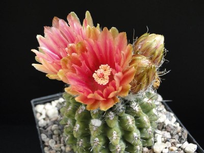 Eriosyce simulans (Nc. pseudocoquimbana HH) 2012 Mai14-5.jpg