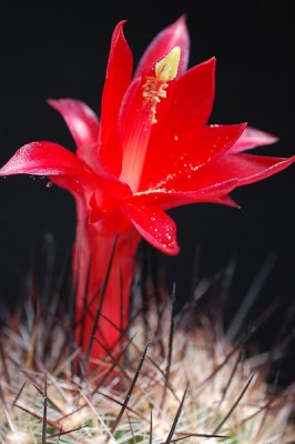 Matucana heynei ssp. hystrix 2013 Mai06-7.jpg