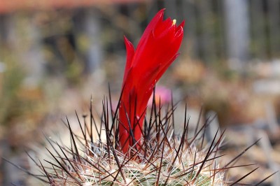 Matucana haynei v. hystrix 2013 Mai05.jpg