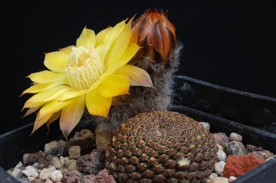 Lobivia famatimensis (Reicheocactus reichei) 2013 Mai06-3.jpg