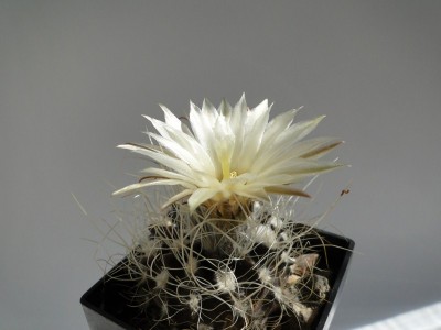 Eriosyce taltalensis v. pygmaea WK792 (Py. pulchellus) 2011 Juno02-1.jpg