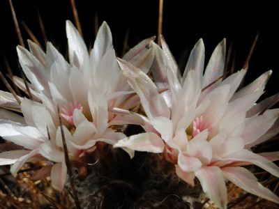 Eriosyce taltalensis v. pygmaea (Ho. pygmaea HH)  2011 Juno04-2.jpg