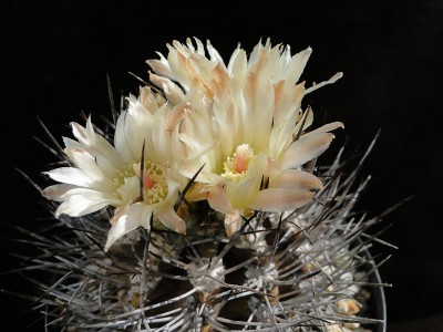 Eriosyce taltalensis v. pygmaea (Py. calderanus aff.) 2011 Mai30.jpg