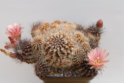Eriosyce taltalensis v. pygmaea (polycephala) 2012 Juno16-5.jpg