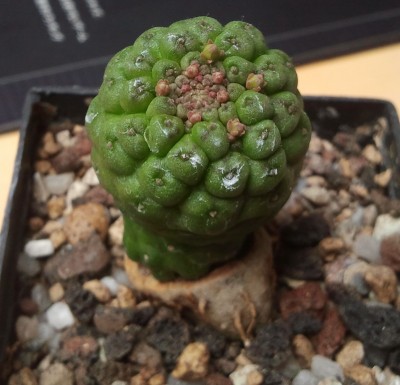 Larryleachia cactiforme