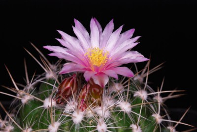 Thelocactus conothelos 01.JPG