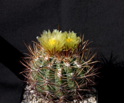 Feroc_viridescens_var_littoralis_La Bufadora_100614_8907.jpg