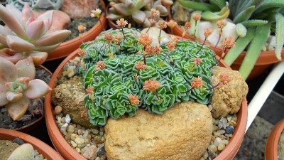 Janda Sammlung - Crassula susannae.JPG