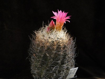 Eriosyce senilis (Np. nidus) 2011 Mai23-7.jpg