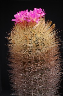 Eriosyce senilis (Np. senilis exHH) 2013 April14.jpg