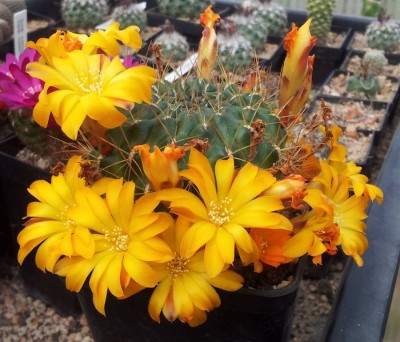 20130512_114230.jpg (140.22 KiB) 21362 mal betrachtet S. candiae f. muschii R607