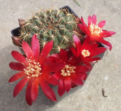 20130512_114447.jpg (136.27 KiB) 21703 mal betrachtet S. verticillacantha v. cuprea HS221a