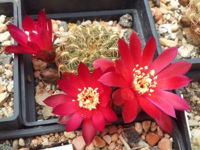 20130512_120009.jpg (137.98 KiB) 21362 mal betrachtet S. verticillacantha v. cuprea HS221a