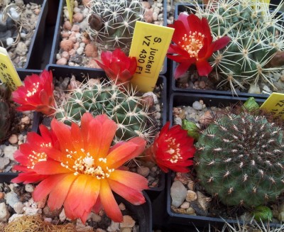 20130512_114658.jpg (176.04 KiB) 21703 mal betrachtet S. juckeri VZ430 F1