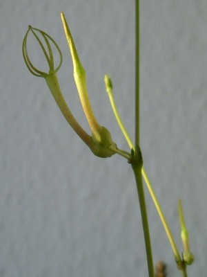 k-Ceropegia conrathii2.jpg