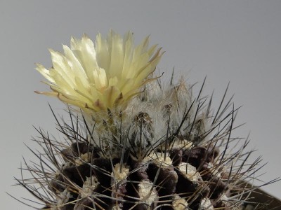 Eriosyce taltalensis ssp. paucicostata (Nc. neohankeana v. flaviflora) 2013 Mai14-1.jpg