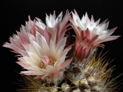 Eriosyce taltalensis (Nc. taltalensis exHH) 2013 Mai14-5.jpg