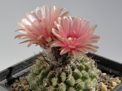 Eriosyce simulans (Nc. pseudocoquimbana) 2013 Mai14-7.jpg