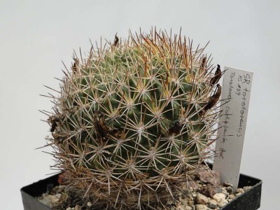 Sulcorebutia torotorensis HS139 ex HUN 2012 Mai19.jpg