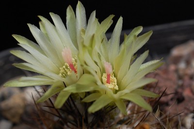 Eriosyce taltalensis v. pygmaea FR519 (Py. pygmaeus) 2013 Mai17-8.jpg