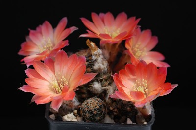 Rebutia pygmaea ourensis 2013 Mai17-3.jpg