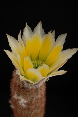 Echinocereus dasyacanthus v. hildmannii 2013 Mai18-3.jpg