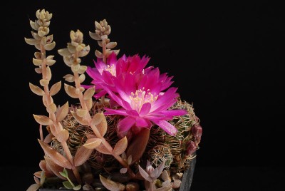 Sulcorebutia callecalensis 2013 Mai18-1.jpg
