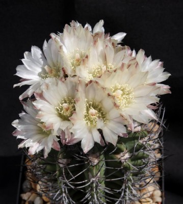 Neochilenia_taltlensis_Säml_1984_8891-a.jpg