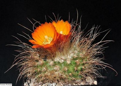 P. herzogii.JPG