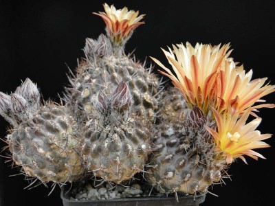 Eriosyce heinrichiana (Nc. mebbesii) 2012 Juno12-4.jpg