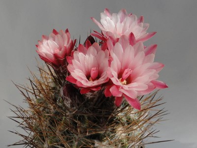 Eriosyce taltalensis v. floccosa 2012 Mai24-3.jpg