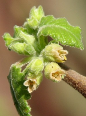 Bursera hindsiana