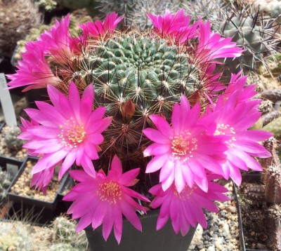 20130519_123406.jpg (213.53 KiB) 21586 mal betrachtet Sulcrebutia spec. HS14