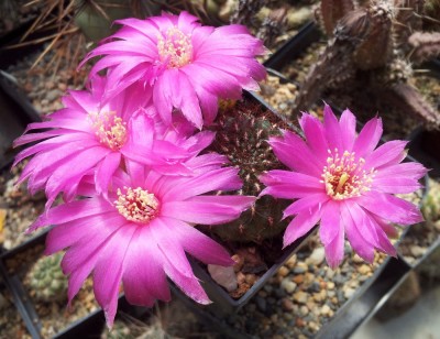 20130519_123254.jpg (160.87 KiB) 21578 mal betrachtet Sulcorebutia frankiana VZ106 F1