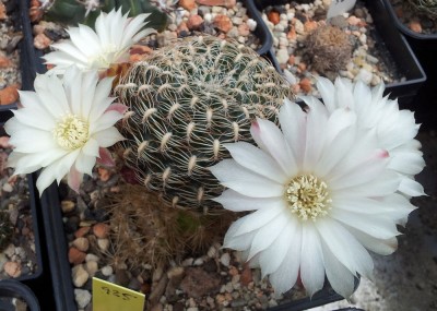 20130519_123057.jpg (141.8 KiB) 21578 mal betrachtet Sulcorebutia roberto-vasquezii WK986/KR7