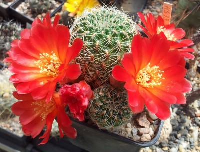 20130519_123037.jpg (178.77 KiB) 21237 mal betrachtet Sulcorebutia fischeriana HS79